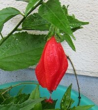 お尋ねします かたちがハイビスカスに似ていて 鮮やかな朱色の花を付け 花は決 Yahoo 知恵袋