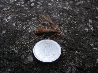 この蜂は何ですか 犬の近くで地面を歩いているのを見つけて踏みました 一 Yahoo 知恵袋