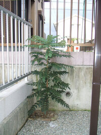 南天の花は咲くが実が付かないのはなぜ 毎年南天の花はよく咲きますが 肝心の実が Yahoo 知恵袋