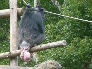 チンパンジーのおしりについて 動物園のチンパンジーに画像の様な物体 Yahoo 知恵袋