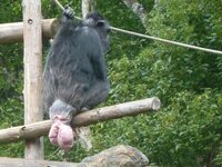 チンパンジーのおしりについて。
動物園のチンパンジーに画像の様な物体が付いていましたf^_^;
最初はキャ○タマかなぁと思ったのですが、イボ痔 …かなぁ…それとも何か腫瘍なのでしょうか？

他のチンパンジーには付いていませんでした。

この謎の物体は何でしょうか？ 