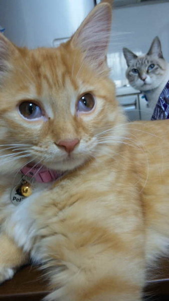 子猫の目がおかしいです。昨日から白い膜が中途半端に出たまま戻りませ 