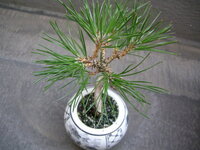 黒松の剪定について ご指導下さい 画像は私が行った盆栽黒松の剪 Yahoo 知恵袋