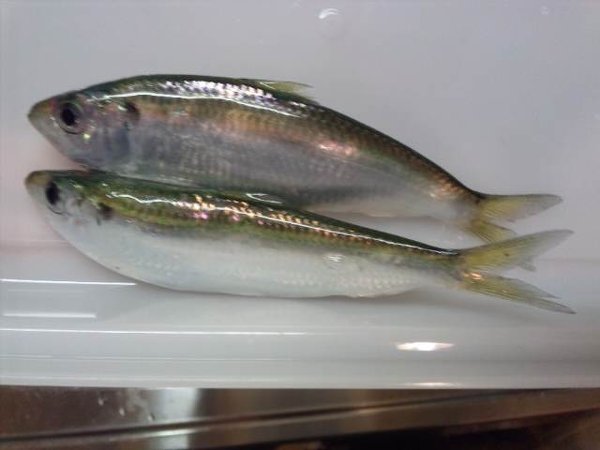 サビキ釣りでの魚の名前を教えていただけませんか 調べてもサッパ コノシ Yahoo 知恵袋