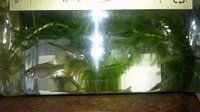 この魚の名前は 岡山県津山市の吉井川で取りました 上の魚 Yahoo 知恵袋