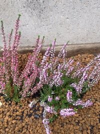 カルーナブルガリスの鉢植えですが緑色の葉が最近半分位茶色くなってきまし Yahoo 知恵袋