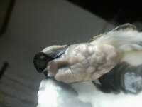 こんな牡蠣がありました イボイボしていました この写真は蒸した後の Yahoo 知恵袋