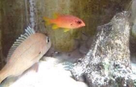 この魚の名前は何でしょうか 通販で購入した ニジエビス です Yahoo 知恵袋