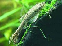 生物濾過の濾材 エーハイムサブストラットプロについて この濾材 Yahoo 知恵袋