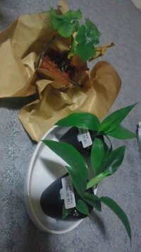 観葉植物の寒さ対策についてご教授おねがいします セローム ドラセナ フィロデ Yahoo 知恵袋