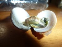 あさり貝殻のネスティング スパボンゴレを作って食べていた時 口が開いてな Yahoo 知恵袋