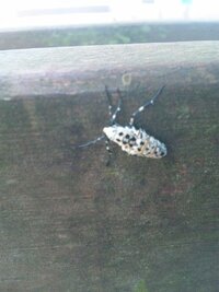 この虫は何ですか 羽は無く 白黒の斑模様でテントウムシの幼虫みたい Yahoo 知恵袋