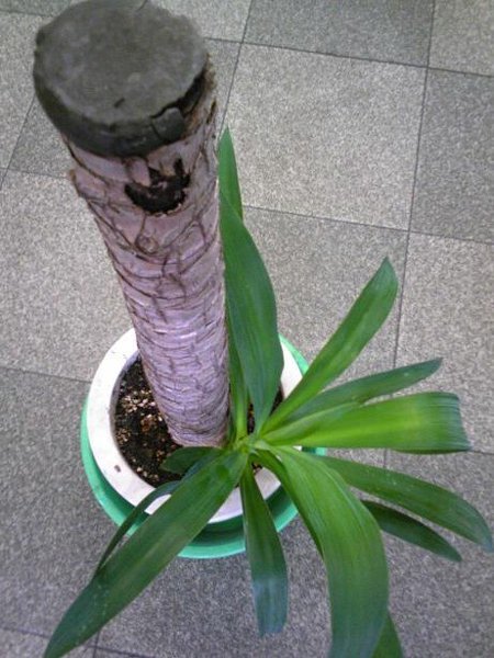 観葉植物ユッカ（青年の樹）の太い柱から新しい芽が出てきません