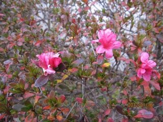 冬なのに咲いていました この花の名前はさつき おっしゃる通り Yahoo 知恵袋