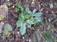 このまだら模様の葉はなんという植物の葉ですか 分からないので 名前教えてく Yahoo 知恵袋