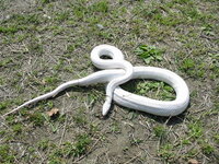 野生の白蛇って珍しいですか この間 友だちに 野生の白蛇見たことあるよ Yahoo 知恵袋