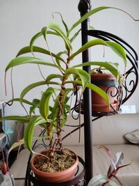 ウツボカズラの植替えで枯れてきて困ってます 新しいポットを買ったので春 Yahoo 知恵袋