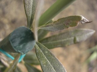 オリーブの葉が変形するのは何かのサインでしょうか 地植えでオ Yahoo 知恵袋