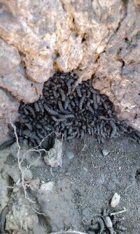昨年の１１月下旬に雑木林のコナラの根元に集まっている芋虫を見つけました。

越冬のために集まっていると思われますがこれらは何の種類の幼虫なのでしょうか？ 