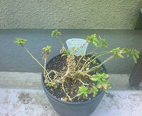 冬越ししたペチュニアについて 八重咲きのペチュニアがベランダで Yahoo 知恵袋