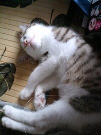 猫はどれくらいで人のことを忘れますか 実家で猫たちを飼 Yahoo 知恵袋