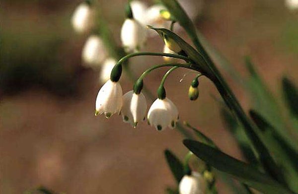 すずらんによく似た花 この花の名前を忘れてしまいました なんと Yahoo 知恵袋