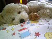 愛犬の匂いがたまらなく好きな方いらっしゃいますか シャンプーの匂いではなく Yahoo 知恵袋