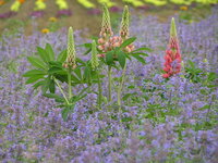 ルピナスを取り巻く 背の低い紫の花は 何でしょうか リナリア 姫金魚草 Yahoo 知恵袋