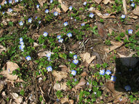 花 草 の名前を教えてください 春になって野原等で見かけるこの小さく青い 水 Yahoo 知恵袋