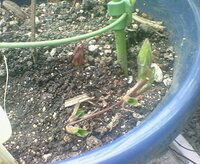 ２年生の鉢植えのクレマチス 植え替えの時 根を切ってしまいました Yahoo 知恵袋
