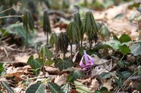 カタクリと一緒に芽吹いている植物は モミジガサ ヤブレガサ 花が咲 Yahoo 知恵袋