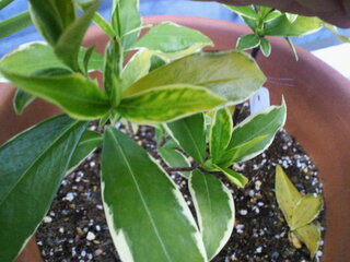 鉢植え沈丁花の事です 先日挿し木で育てたような30cm弱の苗を購入しました最 Yahoo 知恵袋