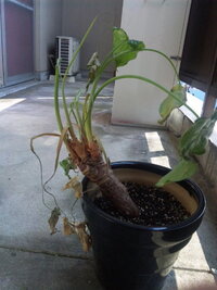 クワズイモの茎が伸びすぎて困っています どうしてでしょうか 茎葉が７本あ Yahoo 知恵袋