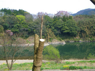 タラノ木のふかしにつて教えてください 数日前に 誰かがタラの芽をとるために Yahoo 知恵袋