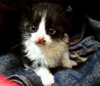 子猫のシャンプー 生後４週間程の捨て猫を保護しています 顔まわりや手 胸 Yahoo 知恵袋