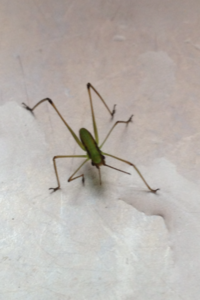 自宅の台所で見つけた虫です。何という虫なのかわかる方いらっしゃいますか？
ザトウムシかと思ったのですが、画像など調べてもどうも違うようで。
大きさは全長1.5cm～2ｃｍ位
脚まで鮮やかな緑色
宜しくお願い致します 