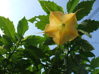 瓜科の植物が黄色い花を咲かせるのはなぜですか ウリ科は黄色の花 Yahoo 知恵袋