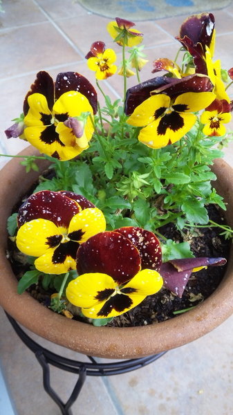 このパンジーは病気ですか？ - とつぜん、下の写真のように、花びらの 