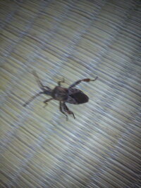 さつきに ルリチュウレンジ という幼虫がたくさんついているの Yahoo 知恵袋