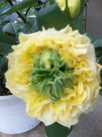 ミニバラの花がらを摘むタイミングについて 庭で地植えでミニバラを育て Yahoo 知恵袋