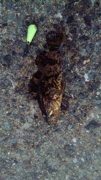 この魚はなんでしょうか 毒はありますか タケノコメバルですね Yahoo 知恵袋