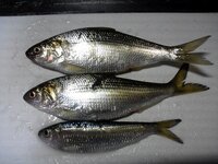 この魚は何ですか 名古屋港の貯木場でサビキで釣りました たぶんさっぱ ままか Yahoo 知恵袋