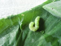 アオムシがアオムシコマユバチに寄生されたら生きて行けないんですか Yahoo 知恵袋