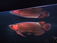 ネオケラでしっぽが曲がっているのですが切っても再生しますか 去年までアジア Yahoo 知恵袋