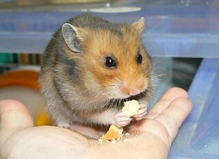 この写真のゴールデンハムスター 野生色 と 茶色と白のブチのゴールデンハムス Yahoo 知恵袋