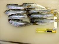 三重県四日市でメダカの種類がたくさん販売している店はありますか Yahoo 知恵袋