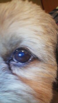 犬の目について質問です 私の飼っている犬の目の真ん中が光を当てると白く 濁っ Yahoo 知恵袋