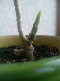 ドラセナソングオブインディアの上半分を切ったらどうなりますか 先 Yahoo 知恵袋