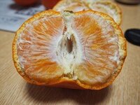 白い 粉 みかん