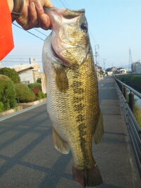 バス釣り今日釣ったバスですがオス メス 尾びれが擦り減ってます 大きいで Yahoo 知恵袋